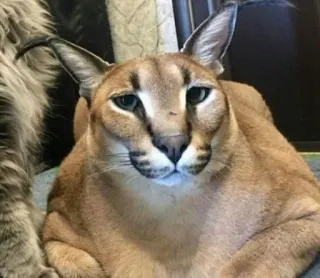 🐱 Floppa cat, caracal, floppa, big cat, animal, meme telegram sticker