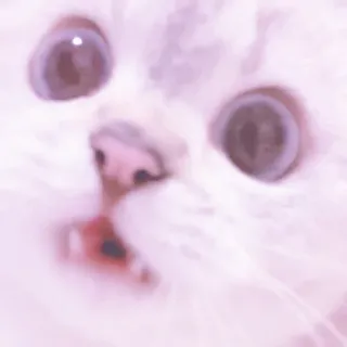 MEONG SOFT „ @KOOKFWAIRY whatsapp stickers