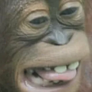 😁 orango, scimmia, scimmia antropomorfa, animale, divertente, meme whatsapp sticker