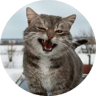 😒 chat, en colère, gris, dents, félin, animal telegram sticker