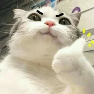 🪐 cat, thumbs up, approval, positive, animal, sticker telegram sticker