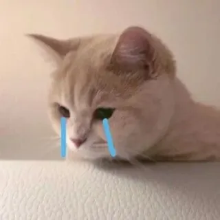 🙂 猫, 泣く, 悲しい, 動物, 涙 telegram sticker
