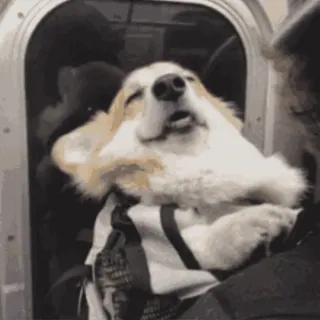 🐶 perro, corgi, dormilón, animal, lindo telegram sticker