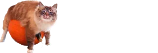 🎃 cat, pet, animal, kitten, feline telegram sticker