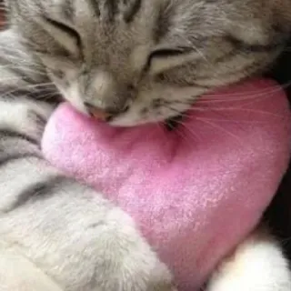 ❤ chat, cœur, animal, animal de compagnie, amour, mignon telegram sticker