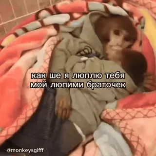 🐵 как ше я люблю тебя
мой любими браточек mono, animales, lindo, manta, amor whatsapp sticker