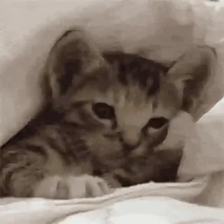 🐈 새끼 고양이, 귀여운, 고양이, 동물, 애완 동물, 담요 whatsapp sticker