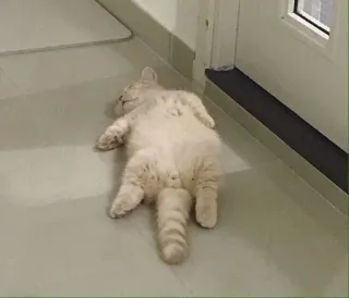 🙃 gatto, animale, domestico, carino, animale domestico, felino, pigro, dormire telegram sticker