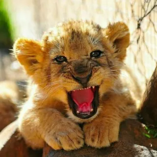 🦁 cachorro de león, animal, animal bebé, león, lindo, fauna, león joven telegram sticker