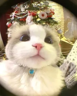 🤔 gato, navidad, animal, mascota, lindo, selfi, collar de perlas, árbol de navidad whatsapp sticker