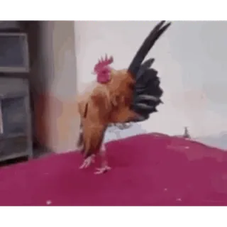 🐔 Huhn, Vogel, Tier, süß, lustig telegram sticker