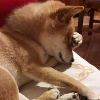 🤦‍♂ chien, shiba inu, endormi, mignon, animal, animal de compagnie telegram sticker