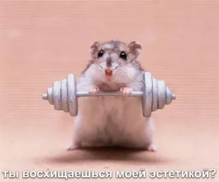 🧐 ты восхищаешься моей эстетикой? hámster, halterofilia, fitness, animal, lindo whatsapp sticker