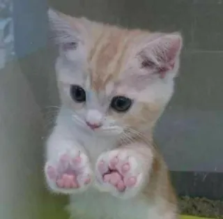 🍑 cat, kitten, cute, animal, domestic animal, pet, paw telegram sticker