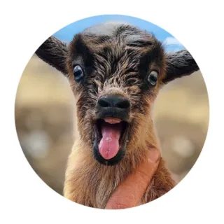 😛 goat, baby, cute, animal, farm telegram sticker