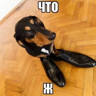 Больше стиков тут: @stikery4 telegram stickers