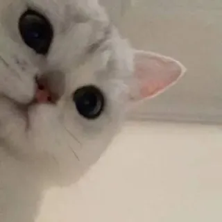 😀 Katze, Tier, Haustier, weiß, süß, Kätzchen, häuslich whatsapp sticker