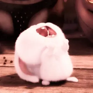 🐰 whatsapp sticker