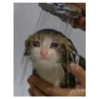 😢 kucing, mandi, basah, sedih, binatang telegram sticker