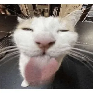😘 gato, lengua, animal, gracioso, mono, mascota telegram sticker