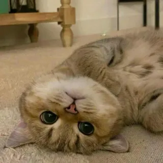 🐈 고양이, 새끼 고양이, 귀여운, 동물, 애완 동물, 고양이과 telegram sticker