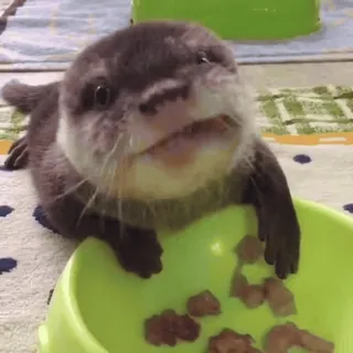 🥗 otter, tier, süß, säugetier, wildtier, haustier telegram sticker