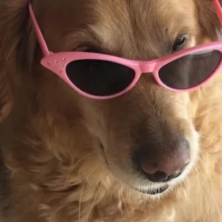 😎 perro, golden retriever, gafas de sol, gafas de sol rosas, animal, mascota, perro genial telegram sticker