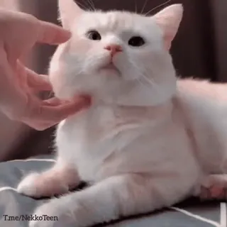 👉 T.me/NekkoTeen cat, pet, animal, cute, domestic, mammal telegram sticker