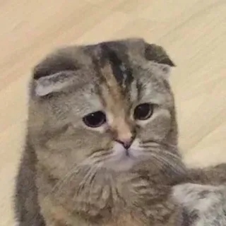 😔 猫, 悲しい, かわいい, 動物, ペット, スコティッシュフォールド telegram sticker