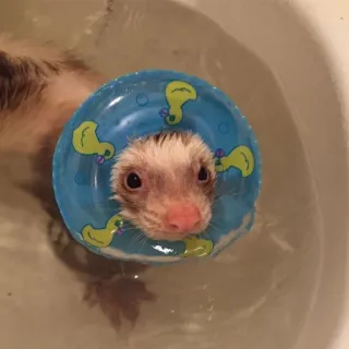 🌟 Frettchen, Schwimmen, Tier, Süß, Haustier, Wasser whatsapp sticker
