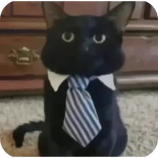 😐 gatto, gatto nero, cravatta, gatto business, gatto elegante, animale telegram sticker