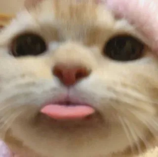 🌟 gato, animal, animal de estimação, língua, fofo, engraçado telegram sticker
