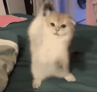 🥲 gatto, gattino, carino, animale, in piedi, gatto domestico telegram sticker