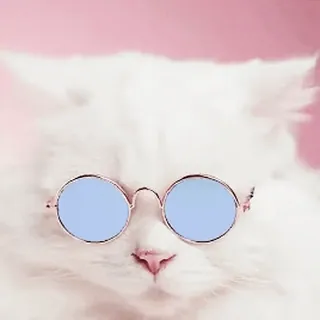 😎 kot, kociak, okulary przeciwsłoneczne, słodki, zwierzę, zwierzę domowe, biały, puszysty telegram sticker