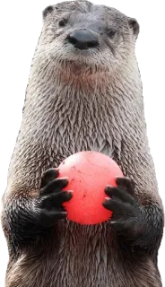 🏀 wydra, zwierzę, piłka, uroczy, ssak telegram sticker