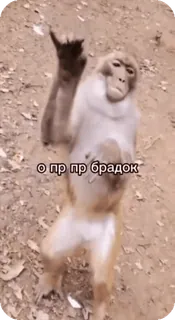 🤝 о пр пр брадок monkey, animal, meme, primate telegram sticker
