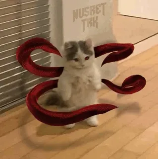 🐈 NUSRET TRK gato, gatinho, engraçado, animal, animal de estimação, meme telegram sticker