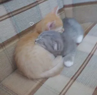🎀 cats, kittens, sleeping, cute, animals whatsapp sticker