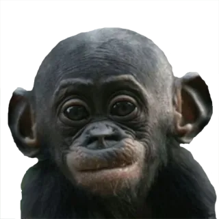 😕 猴子, 动物, 猿, 野生动物, 灵长类, 可爱 telegram sticker