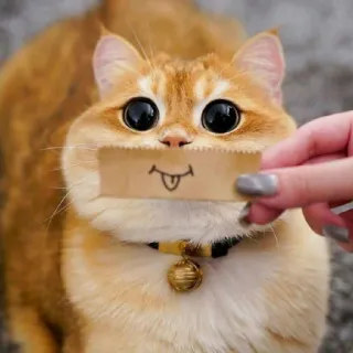 🐈 고양이, 웃긴, 귀여운, 동물, 애완동물, 유머, 귀여운 telegram sticker