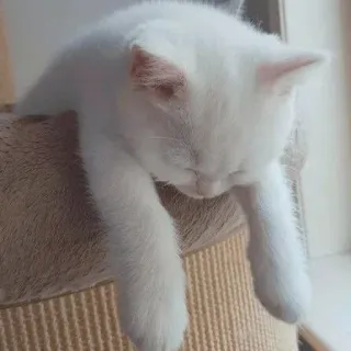 😞 chat, chaton, dormir, chat blanc, mignon, animal, animal de compagnie whatsapp sticker