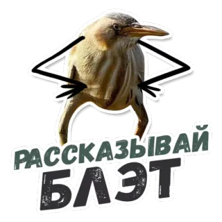 👄 РАССКАЗЫВАЙ БЛЭТ bird, slang, funny whatsapp sticker