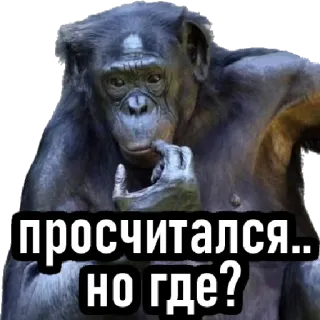 🤔 просчитался.. но где? mono, pensando, simio, animal, confusión whatsapp sticker