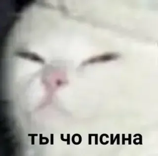 😑 ты чо псина cat, russian, animal, meme telegram sticker