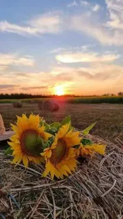 😒 sunflower, sunset, haystack, nature, scenic, field, summer, rural, flowers, landscape telegram sticker