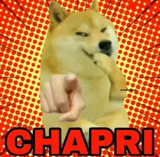 😂 Doge Doge Meme CHAPRI telegram sticker