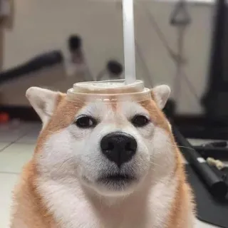 ☁ anjing, lucu, binatang, meme, shiba inu, lucu, hewan peliharaan, minuman telegram sticker