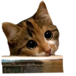 🙄 gato, lindo, animal, mascota, gatito, ojos whatsapp sticker