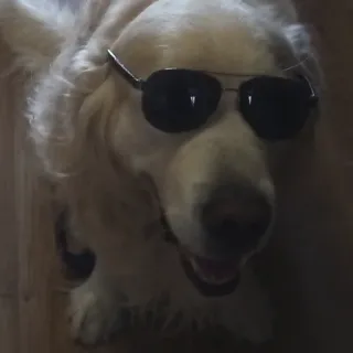 😎 Hund, Sonnenbrille, Haustier, Tier, cool, Golden Retriever telegram sticker
