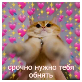 🤗 срочно нужно тебя обнять 猫, 可愛い, 愛, ハート, ハグ, 緊急 telegram sticker